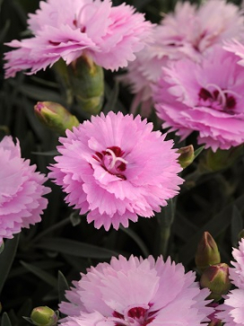 DIANTHUS Super Trouper Lavender Eye